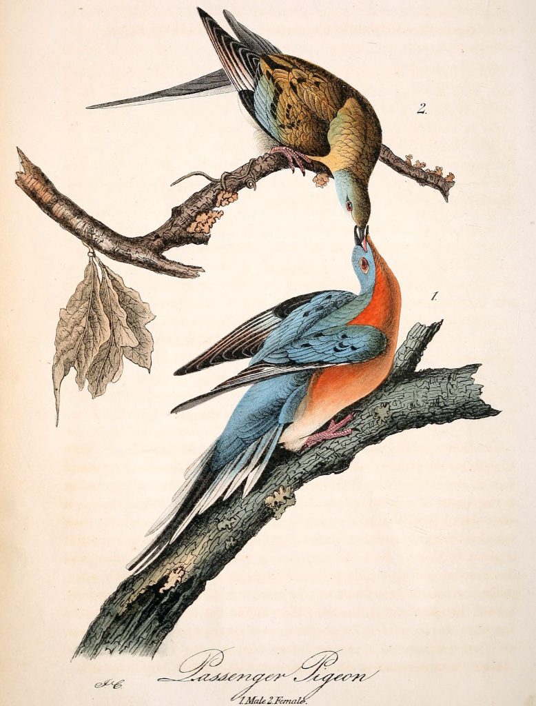 Flocks that Darken the Heavens: The Passenger Pigeon in Indiana – The ...